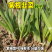 紫根韭菜种子红根宽叶韭菜籽多年生四季阳台盆栽收多次蔬菜种