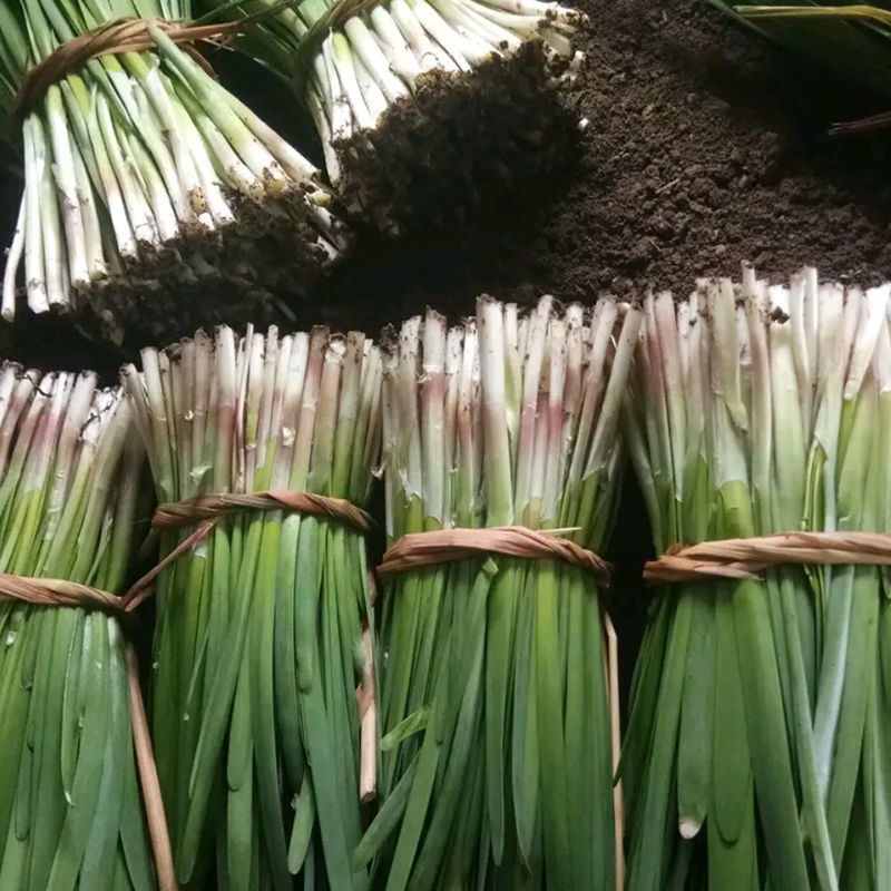 紫根韭菜种子红根宽叶韭菜籽多年生四季阳台盆栽收多次蔬菜种