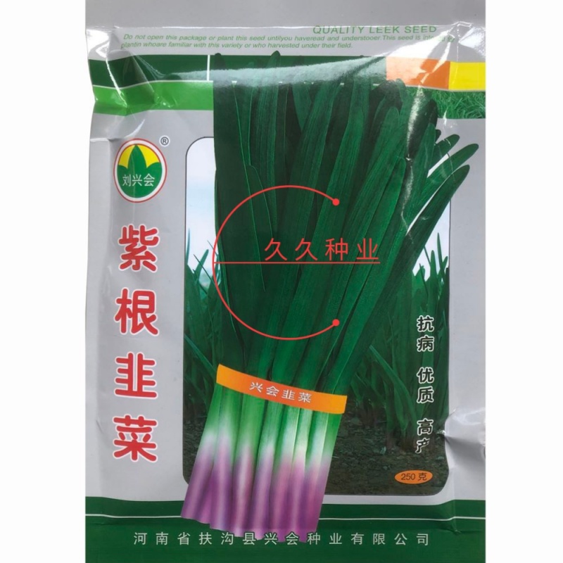紫根韭菜种子红根宽叶韭菜籽多年生四季阳台盆栽收多次蔬菜种