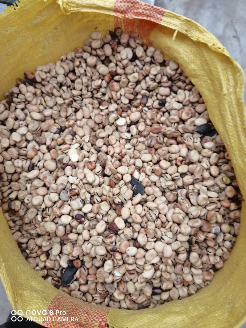 蚕豆饲料豆无渣无土。（牛羊鱼）饲料