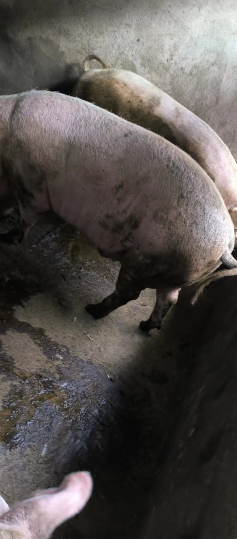 高品质猪肉，纯粮慢养22个月，对接个人客户，商超，专卖店