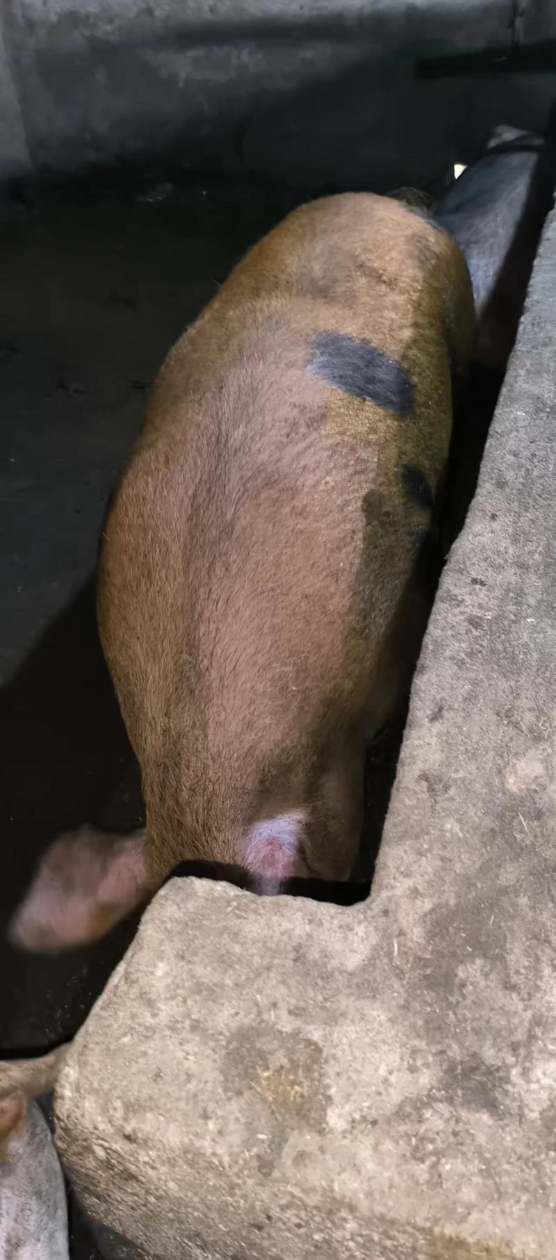 高品质猪肉，纯粮慢养22个月，对接个人客户，商超，专卖店