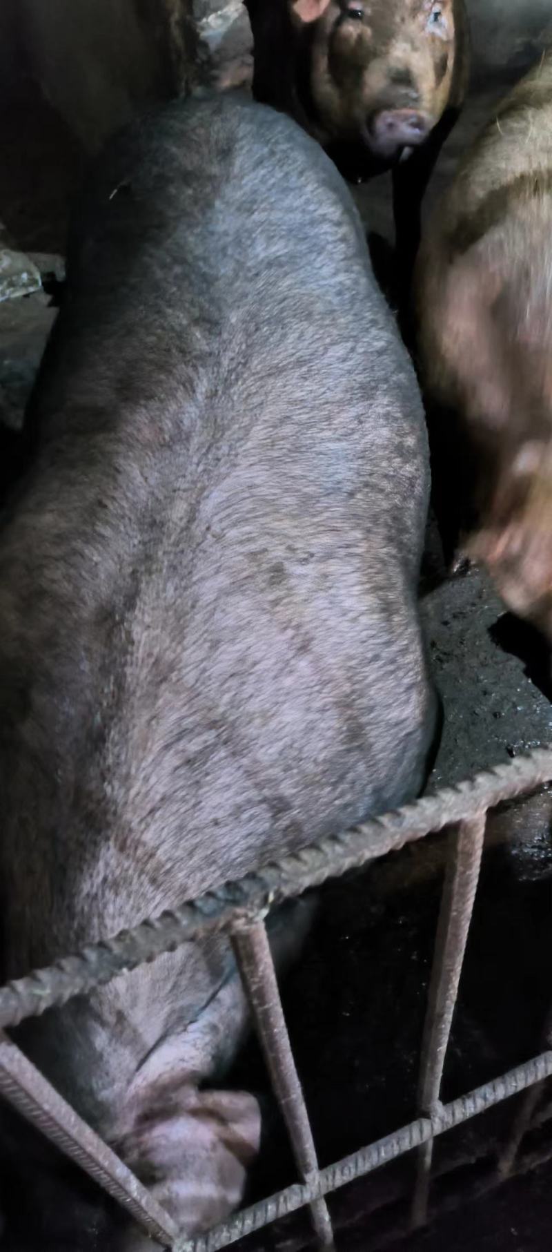 高品质猪肉，纯粮慢养22个月，对接个人客户，商超，专卖店