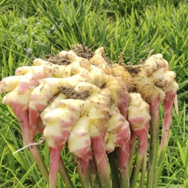 小黄姜
