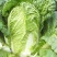 颗颗十八斤大白菜种子山东白菜籽大白菜高产包心白菜蔬菜种子