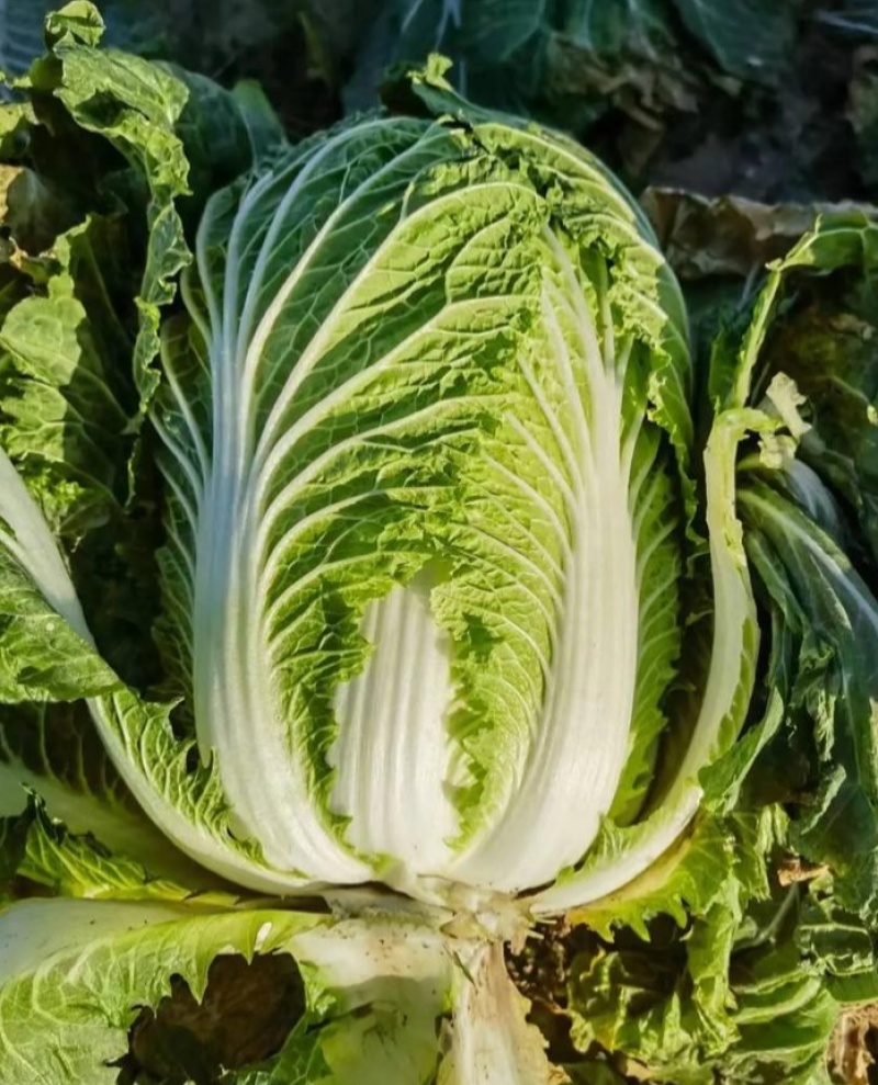 颗颗十八斤大白菜种子山东白菜籽大白菜高产包心白菜蔬菜种子