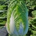 颗颗十八斤大白菜种子山东白菜籽大白菜高产包心白菜蔬菜种子
