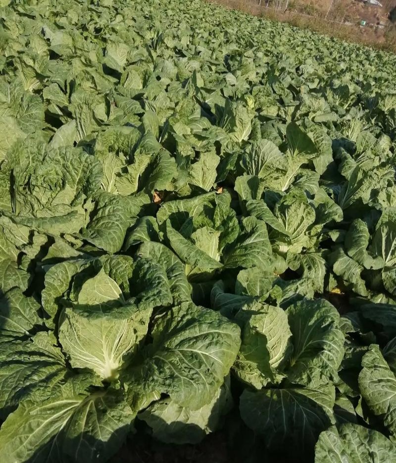 颗颗十八斤大白菜种子山东白菜籽大白菜高产包心白菜蔬菜种子