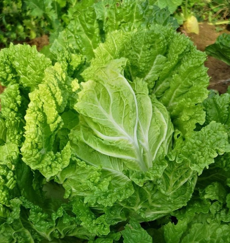 颗颗十八斤大白菜种子山东白菜籽大白菜高产包心白菜蔬菜种子