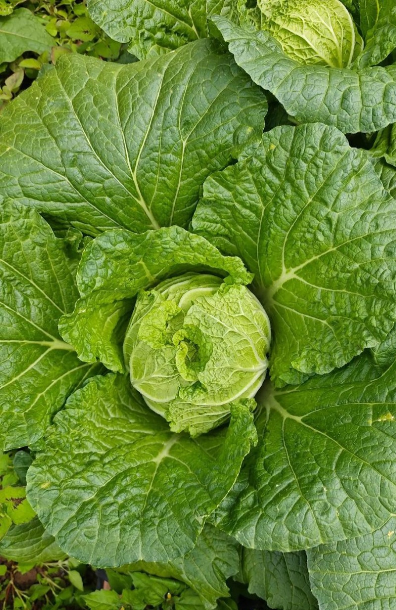 颗颗十八斤大白菜种子山东白菜籽大白菜高产包心白菜蔬菜种子