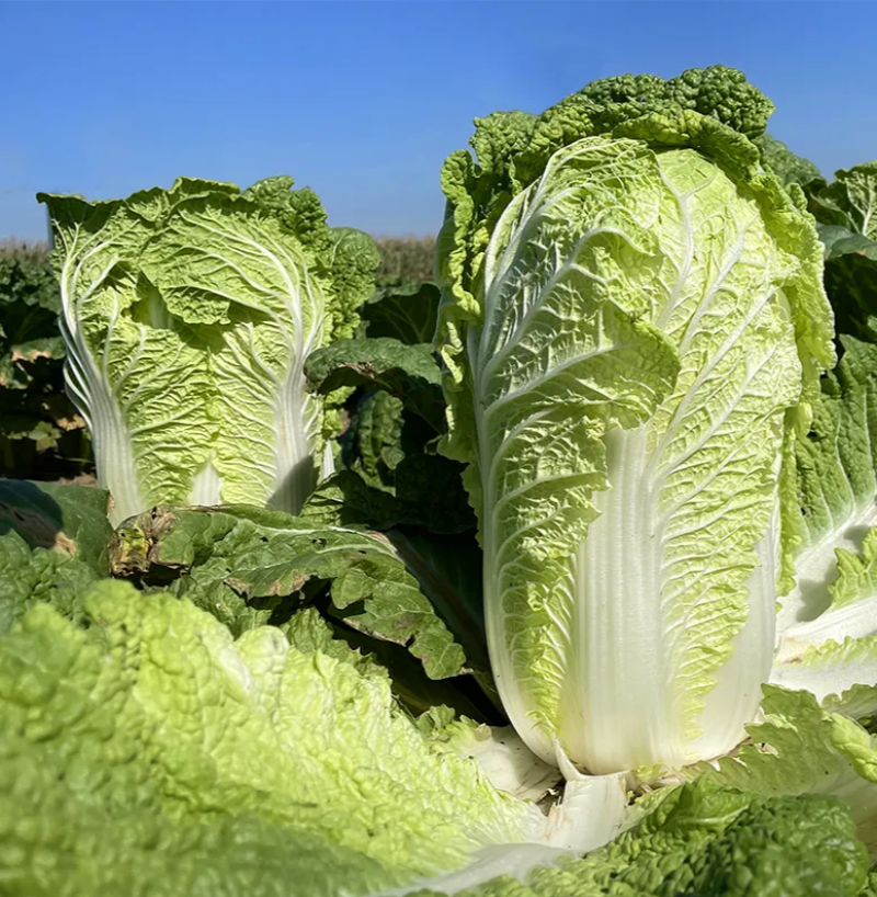 颗颗十八斤大白菜种子山东白菜籽大白菜高产包心白菜蔬菜种子