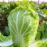 颗颗十八斤大白菜种子山东白菜籽大白菜高产包心白菜蔬菜种子