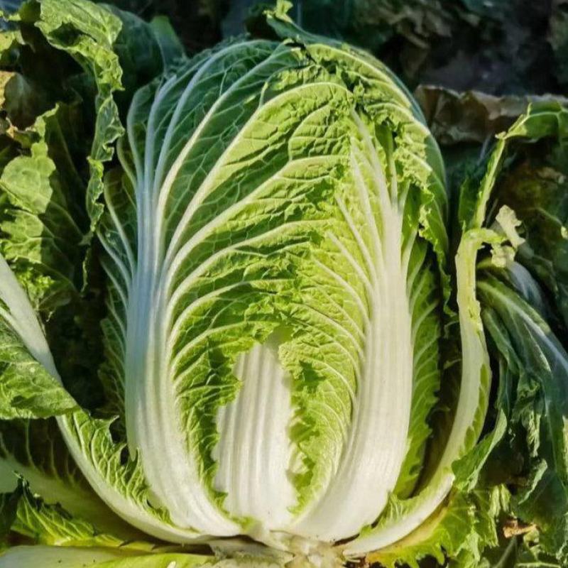 颗颗十八斤大白菜种子山东白菜籽大白菜高产包心白菜蔬菜种子