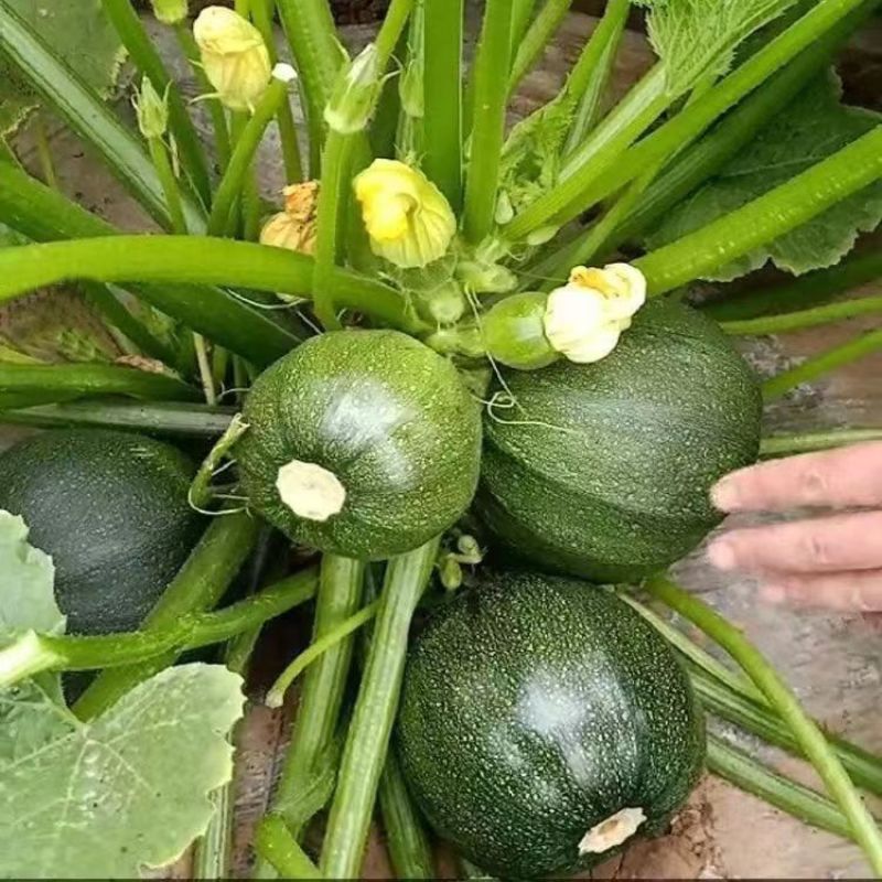 夷香翠玉西葫芦种子极早熟圆形节节有瓜一串铃小南瓜种籽春秋