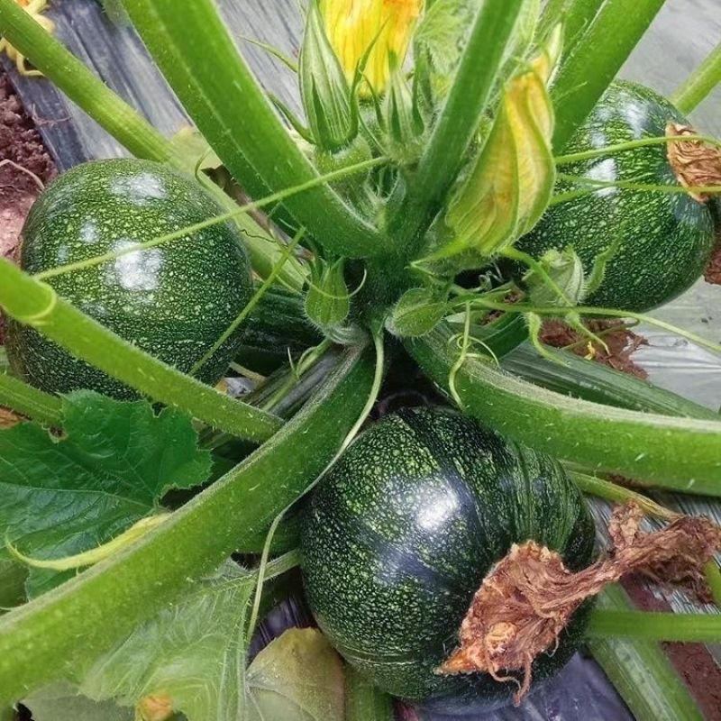 夷香翠玉西葫芦种子极早熟圆形节节有瓜一串铃小南瓜种籽春秋