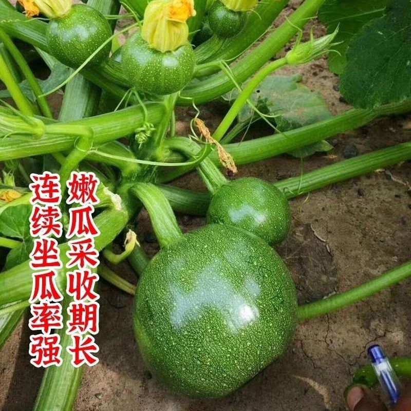 夷香翠玉西葫芦种子极早熟圆形节节有瓜一串铃小南瓜种籽春秋