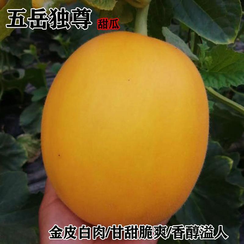 五岳独尊甜瓜种子甜瓜香瓜久红瑞黄皮白肉四季播菜园超甜水果