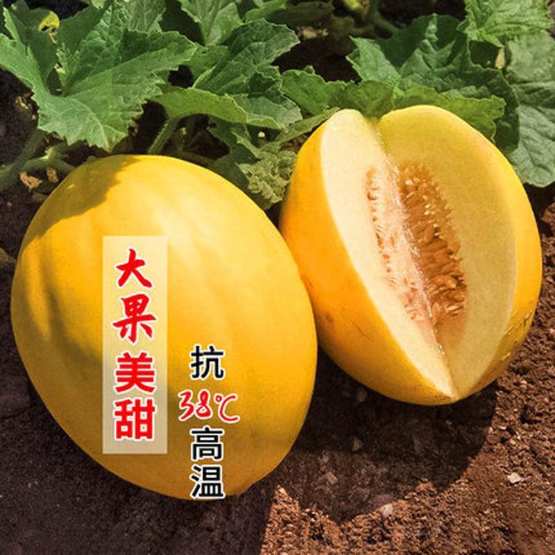 五岳独尊甜瓜种子甜瓜香瓜久红瑞黄皮白肉四季播菜园超甜水果