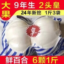 精品两头皇兰州百合真空包装甘肃原产地发货