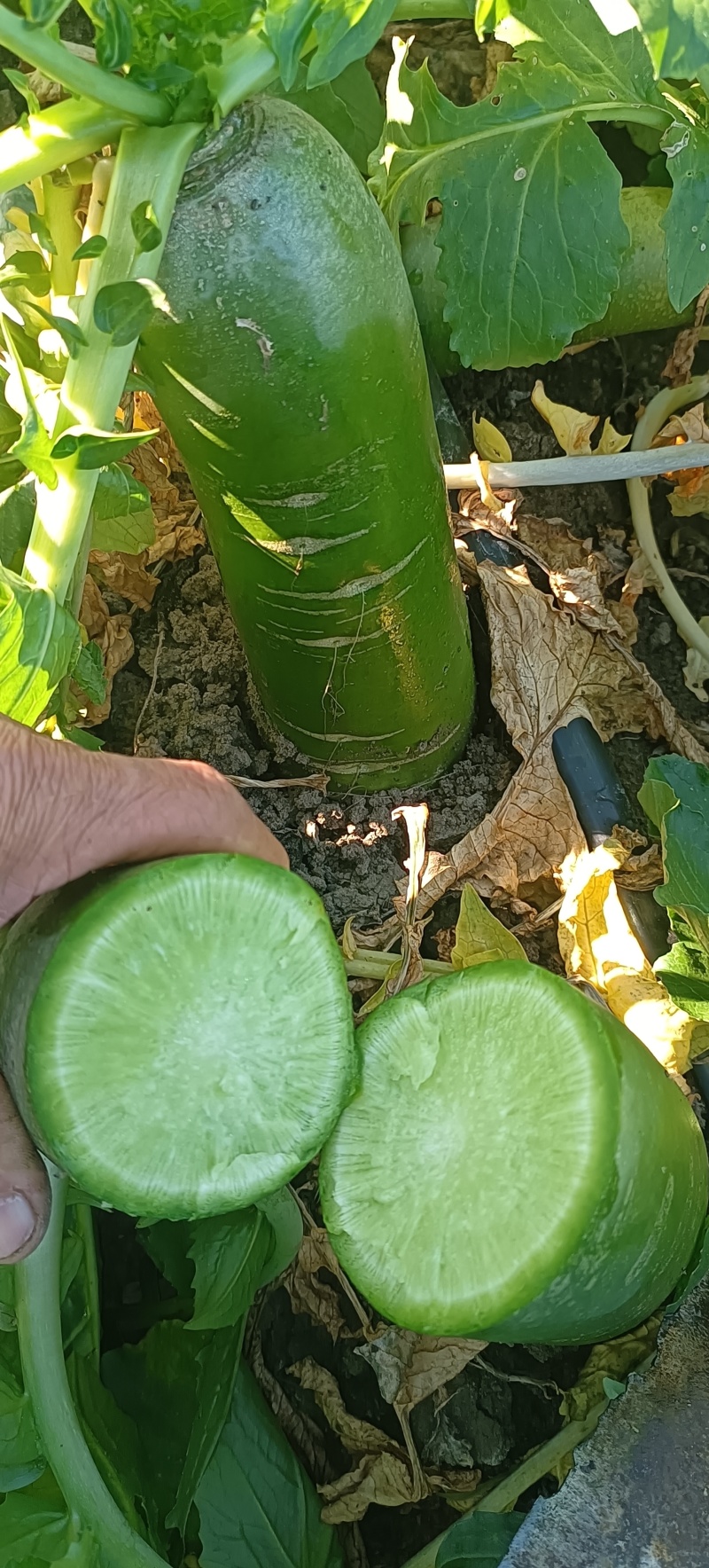 【推荐】精品水果萝卜产地一手货源品质保障价优欢迎