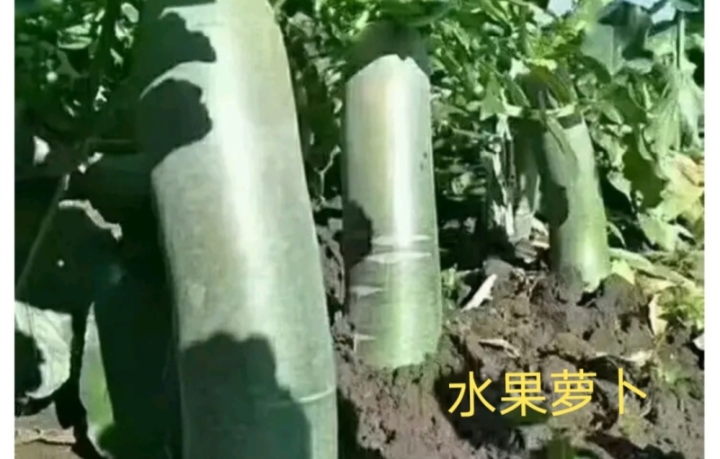 【推荐】精品水果萝卜产地一手货源品质保障价优欢迎