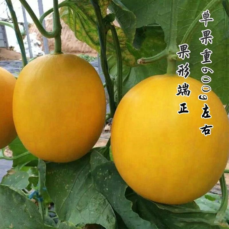 四季金红三号甜瓜种子椭圆果金黄皮桔红肉香瓜哈密瓜种籽洋香