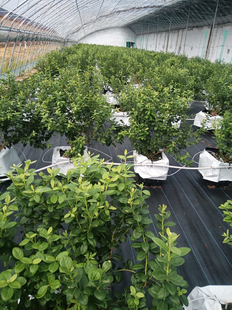 早熟大果绿宝石L杜克L11L25F6可提供技术指导