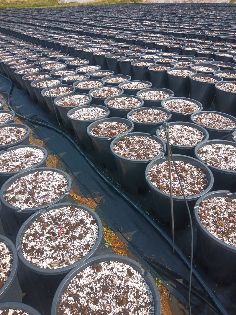 早熟大果杜克L绿宝石L11L25F6包品种可以实地考察