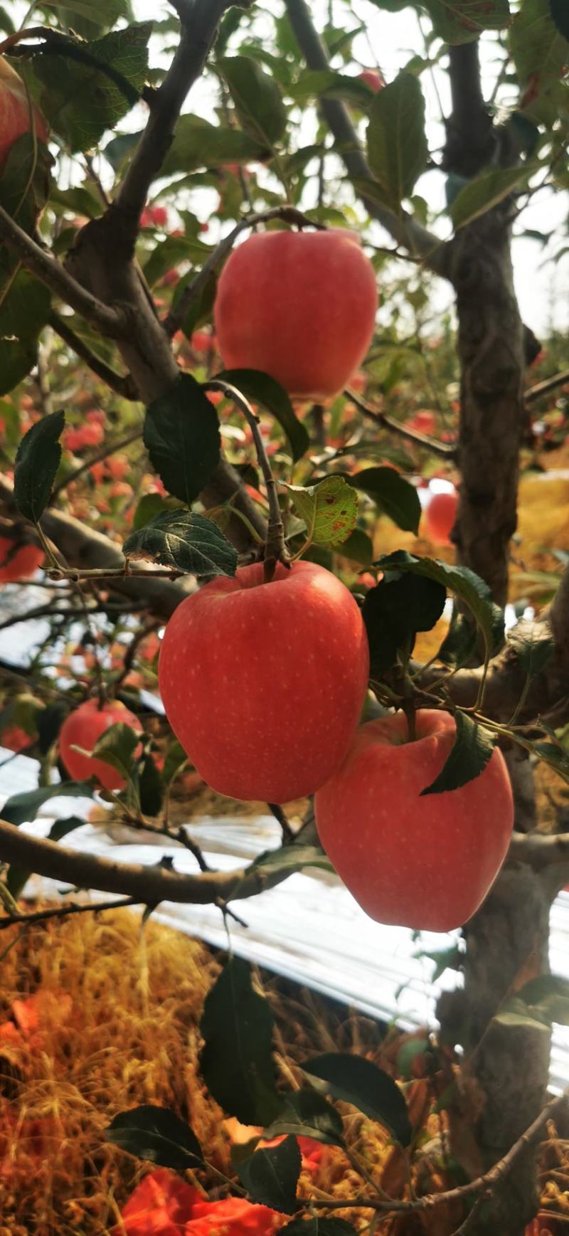 辽宁产区中秋王苹果大量货源供应果品质量好全红高桩需要联系