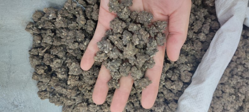 水洗猫爪草批发各种中药材新货各种中药材