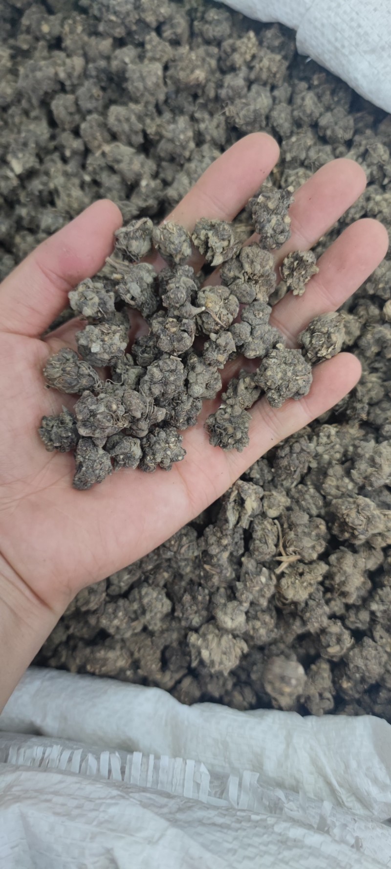 水洗猫爪草批发各种中药材新货各种中药材