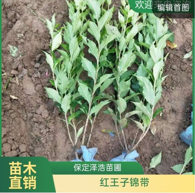 红王子锦带规格齐全耐寒抗旱耐修剪易成活根系发达