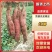 秦薯五号，板栗红薯，一支香红薯，细长条，口感好，耐运输
