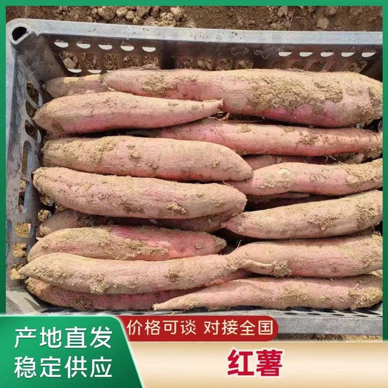 秦薯五号，板栗红薯，一支香红薯，细长条，口感好，耐运输