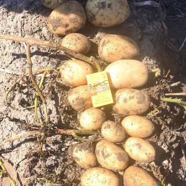 张北土豆库存量大价格便宜出库热卖中