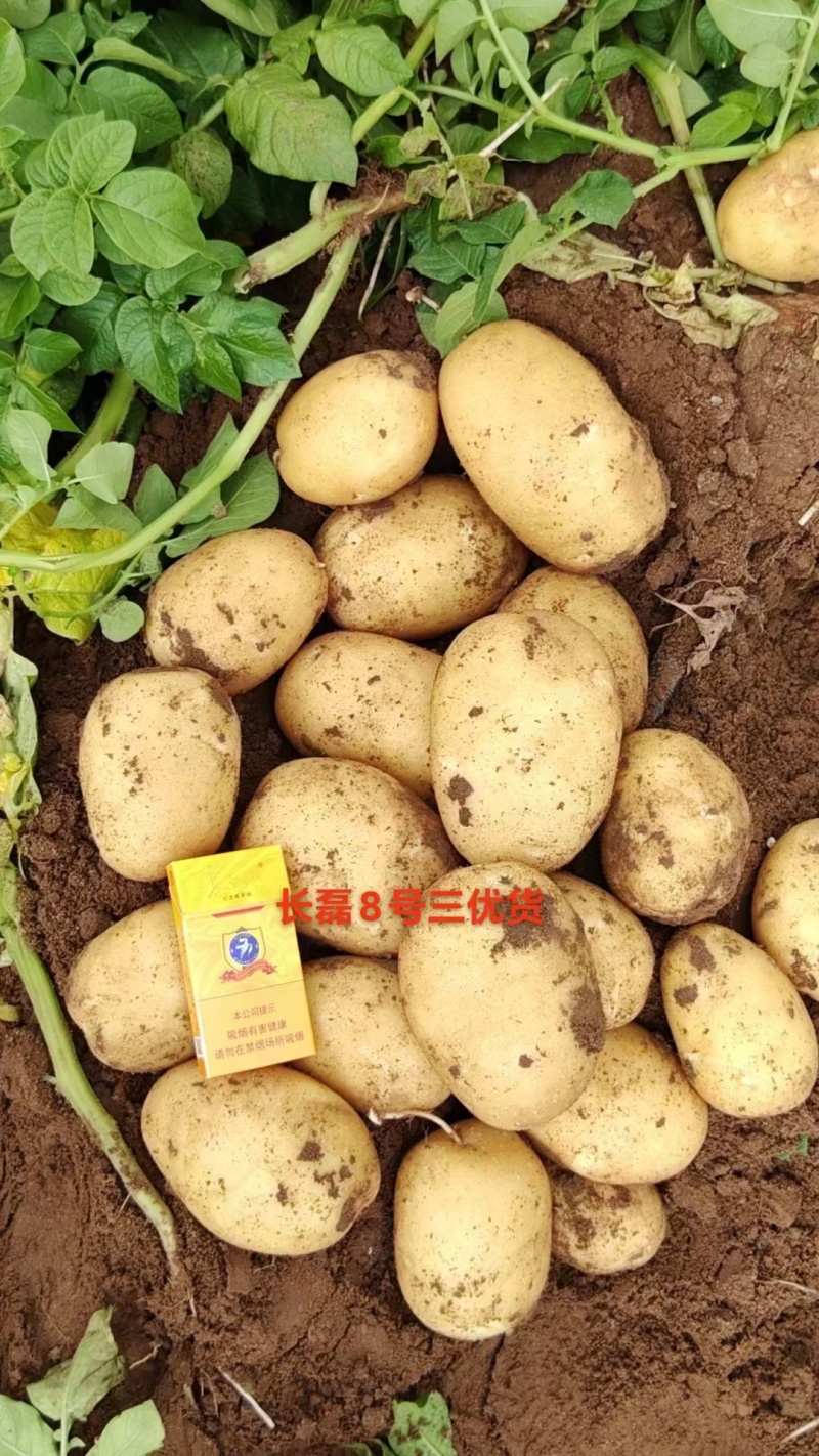 张北土豆库存量大价格便宜出库热卖中