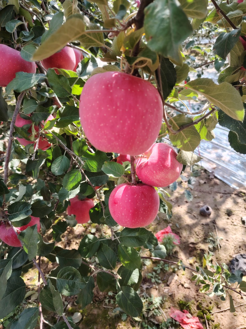 甘肃红富士大量上货基地直供品质优现摘现发可视频看货欢迎咨