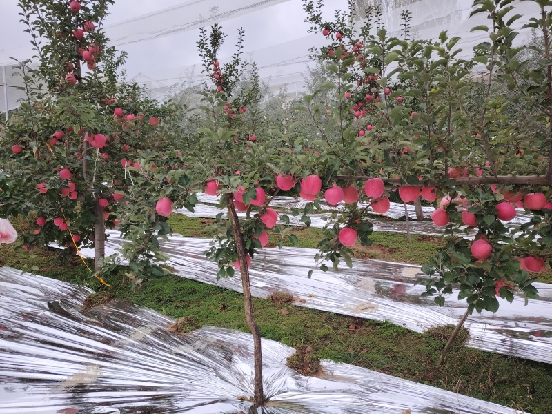 甘肃红富士大量上货基地直供品质优现摘现发可视频看货欢迎咨