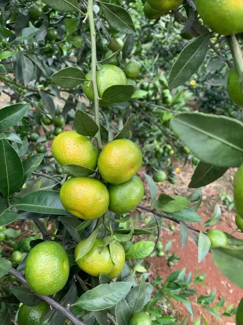 南丰蜜橘一点红