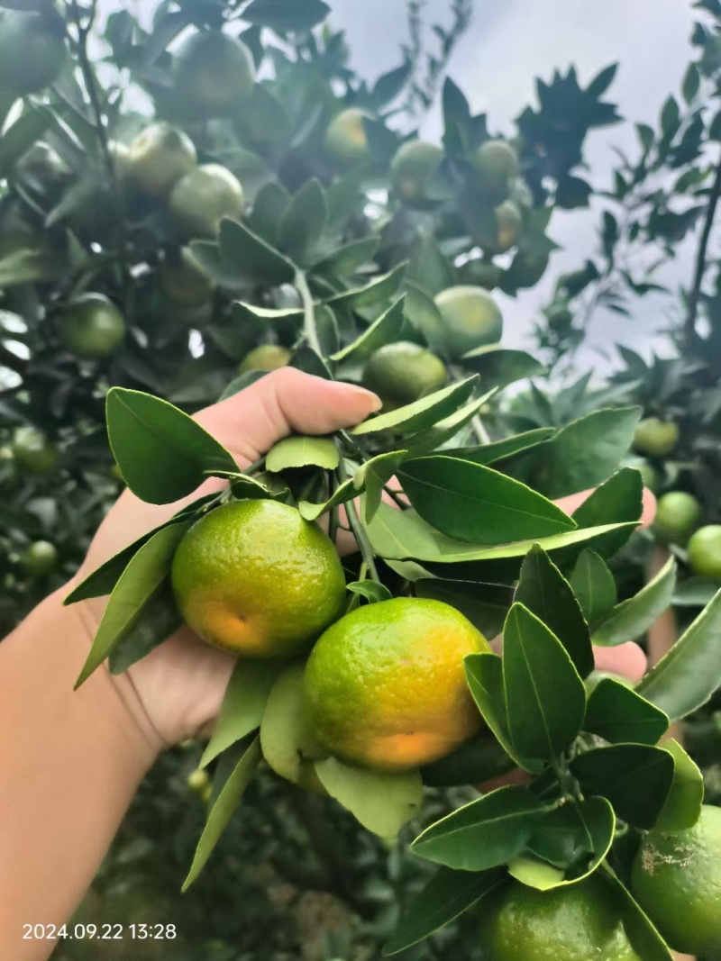 南丰蜜橘一点红