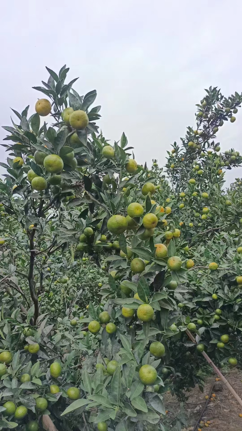 南丰蜜橘一点红