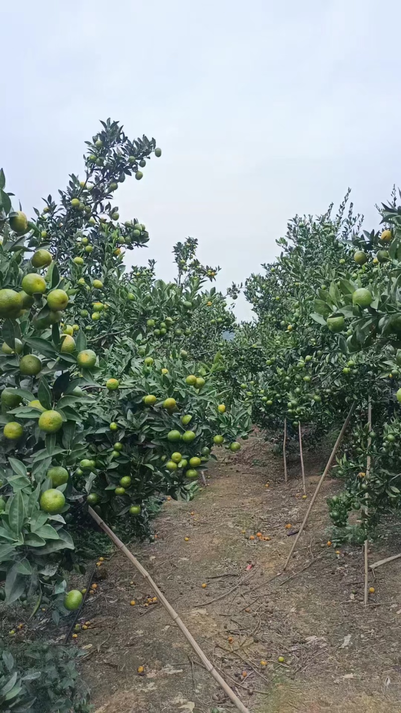 南丰蜜橘一点红