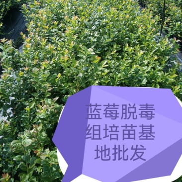 早熟大果杜克L绿宝石L11L25F6包品种可以实地考察