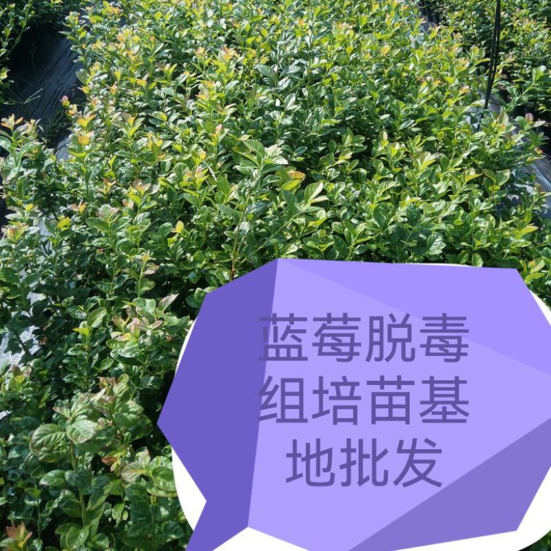 早熟大果杜克L绿宝石L11L25F6包品种可以实地考察