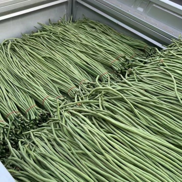 精品长豆角，对接各大批发市场以及商超和电商平台