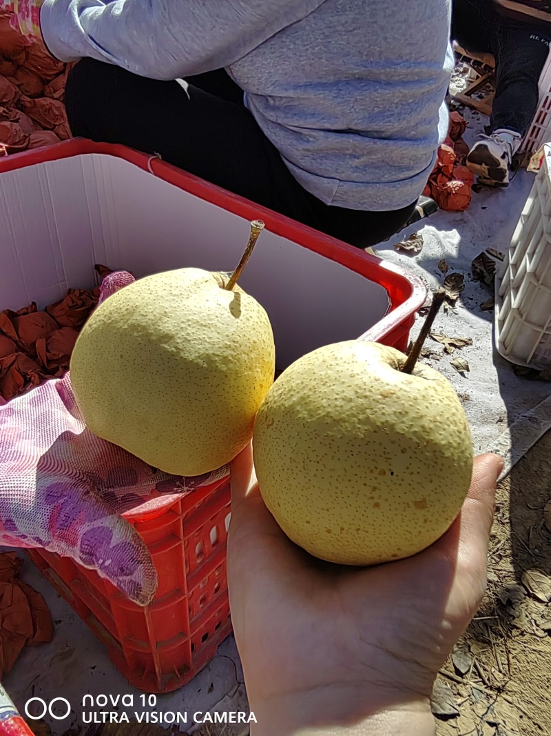 【优选】山西酥梨-隰县酥梨-产地直发-足斤足量-可视频看货