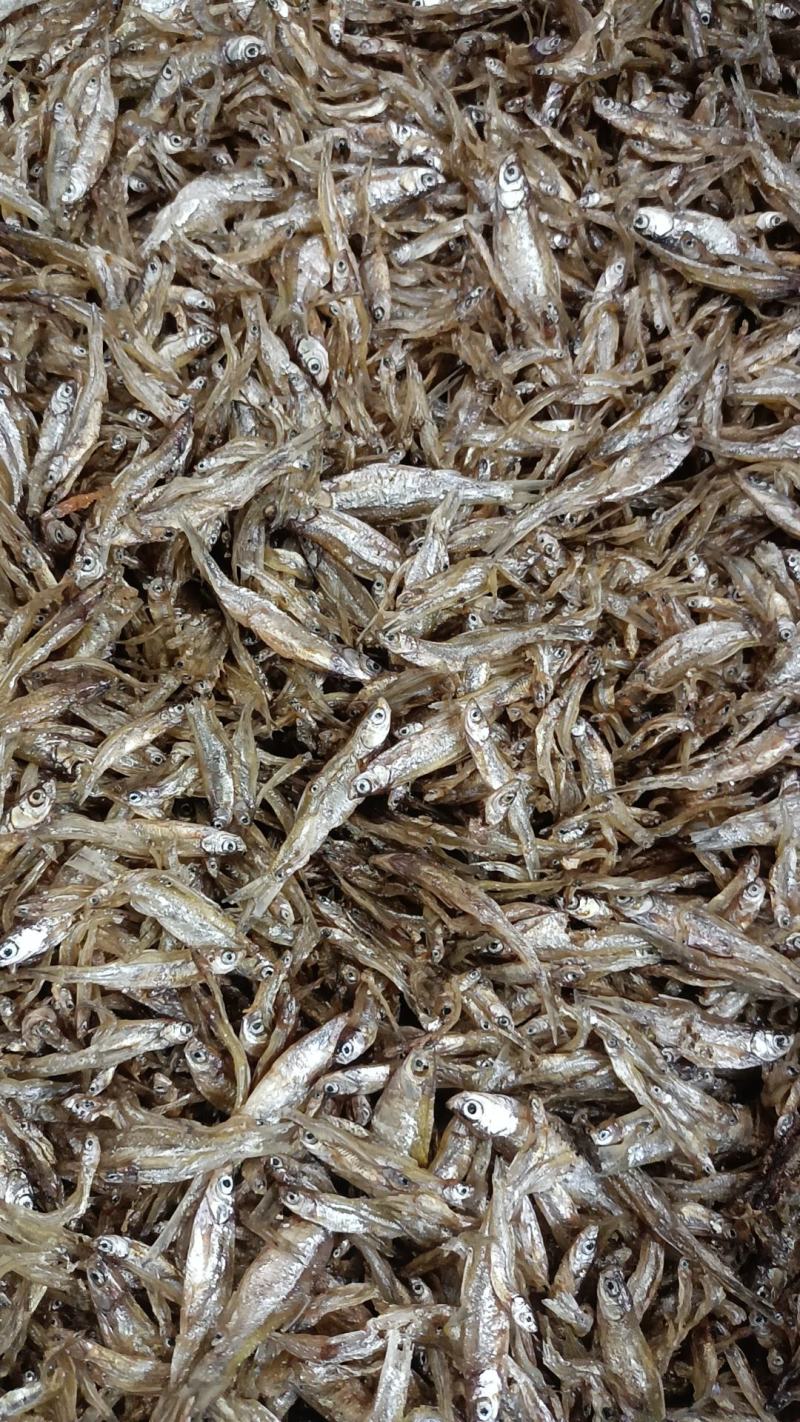 小白条鱼干