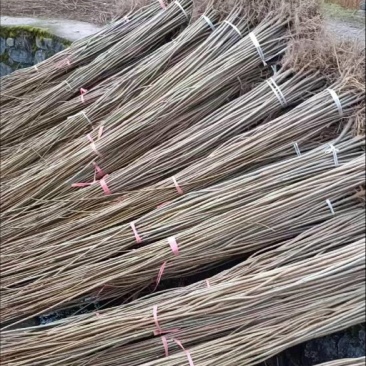 黄柏苗