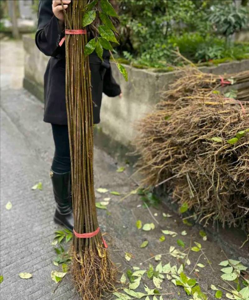 黄柏苗