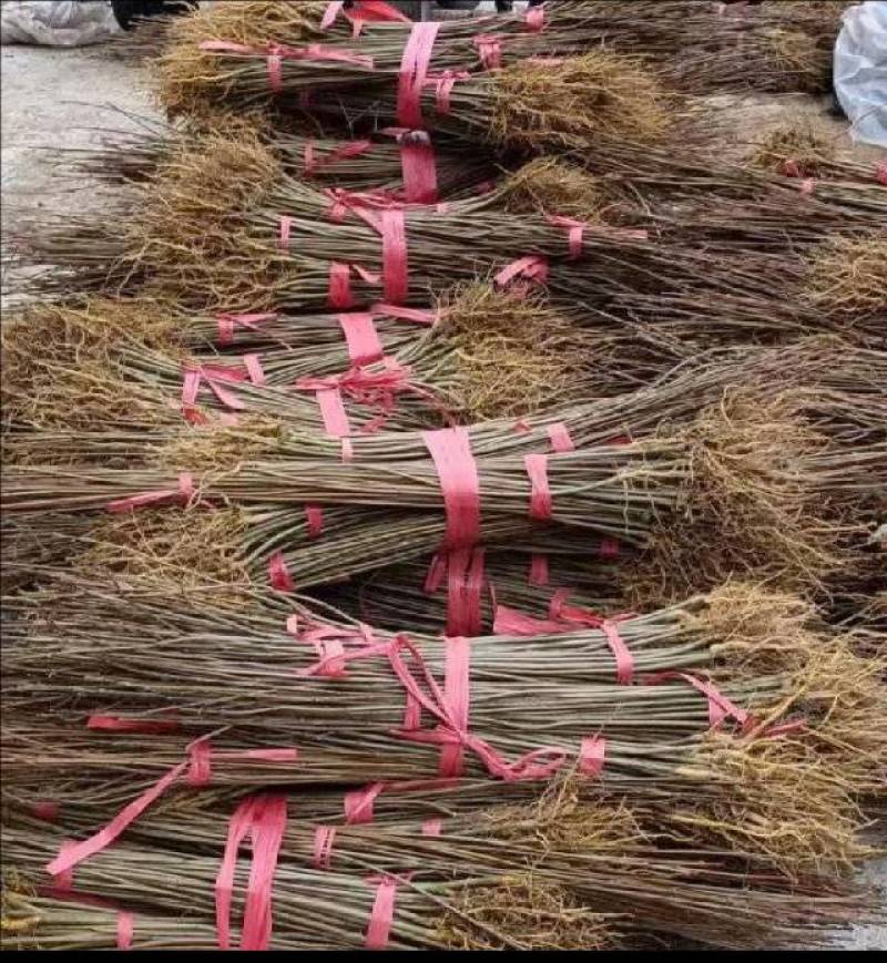 黄柏苗